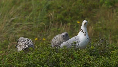 European-Herring-Gulls-On-Savannah-Near-Lakeshore-During-Daytime