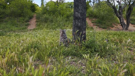 A-cat-is-sitting-next-to-a-tree-in-the-middle-of-a-field-and-looking-at-its-surroundings,-Montpellier---France