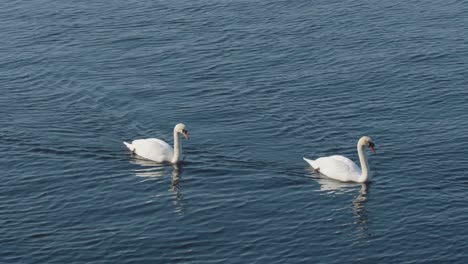 Two-swans-swims-after-eachother-in-calm-water