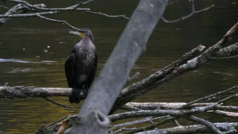 Cormorant-water-bird-perched-on-park-lake-debris-tree-branch-drying-and-hunting-prey-fish-zoom-in-close