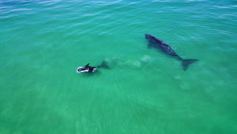 Playful-Southern-Right-whale-calf-in-shallows,-kicks-up-sandy-bottom,-drone-view