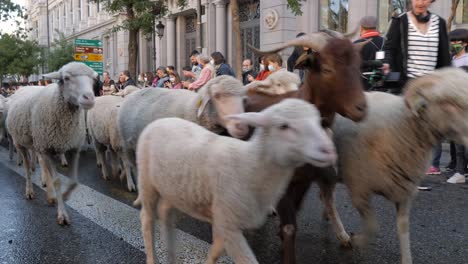 Über-1000-Schafe-Laufen-Durch-Das-Zentrum-Von-Madrid-Zur-Jährlichen-Fiesta-De-La-Trashumancia
