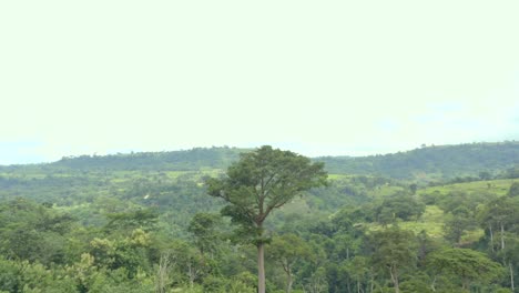 Green-vegetation-with-trees-and-hills-in-distance