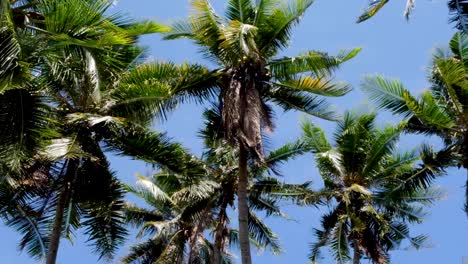 Gazing-up-at-coconut-palm-trees-on-gently-swaying-in-a-refreshing,-cooling-breeze-on-a-hot,-humid-day-at-the-beach-on-a-tropical-island