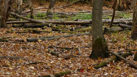 Fallen-tree-with-autumn-golden-leaves-around-while-birds-jumping-around-and-Grey-Squirrel-walking,-static-view