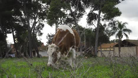 Vaca-En-La-Granja-Comiendo-Hierbas-En-Un-Día-Nublado