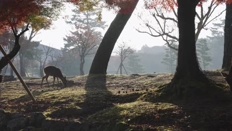 Young-Deer-at-Sunrise-in-Nara-Park,-Autumn-Colors-in-Maple-Trees