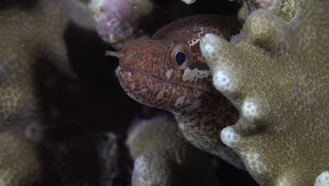 Barred-Moray-eel-close-up-between-corals-on-coral-reef-at-night