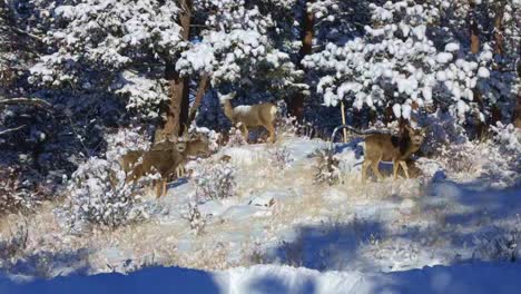 Mule-Deer-herd-foraging-on-a-snow-covered-hillside-and-looking-up-at-the-camera-during-winter-in-Colorado