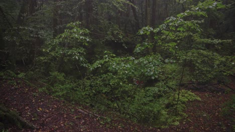 Gruseliger-Aokigahara-Todeswald-In-Japan,-Schwenk-über-Wälder