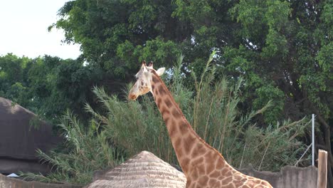 Giraffes-in-zoo.--Giraffes-walking-slowly