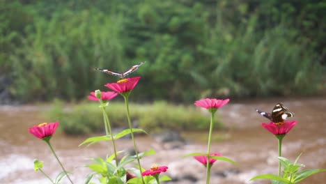 Schwarzer-Schmetterling-Thront-Auf-Einer-Roten-Blume-Mit-Einem-Fluss-Im-Hintergrund