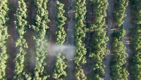 Aerial-top-down-of-a-blue-tractor-spraying-pesticides-on-waru-waru-avocado-plantations-in-a-farm-field-on-a-sunny-day