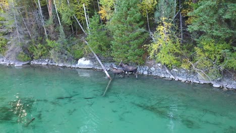 Moose-and-baby-moose-Walking-In-Shallow-Clear-Waters-in-Montana---aerial-shot
