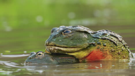 A-pair-of-African-giant-bullfrogs-mating-in-shallow-water,-South-Africa