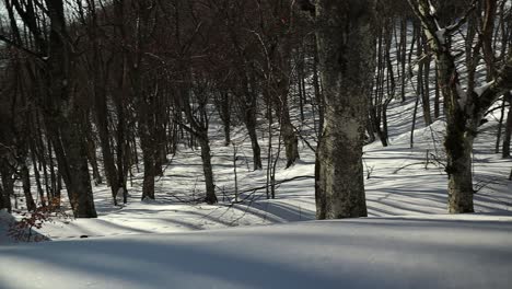 long-shadows-of-trees-in-the-snowy-forest,-sunset-light