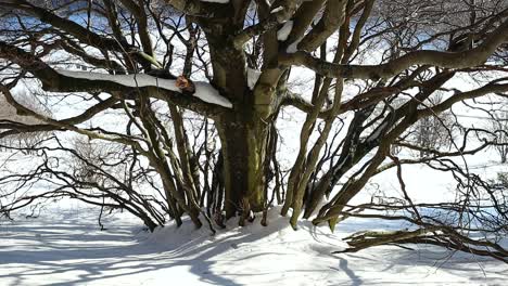 group-of-small-snow-covered-beech-trees,-bottom-to-top-shot