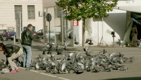 Totale-Aufnahme-–-Hunderte-Tauben-Werden-Von-Einem-Mann-Auf-Der-Straße-Gefüttert