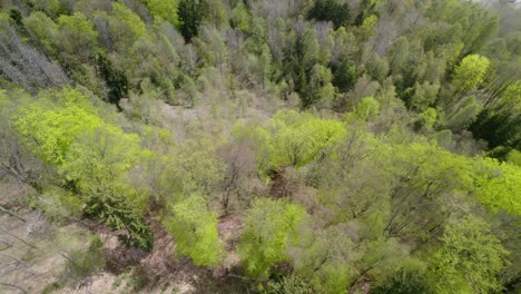 Aerial-breathtaking-view-of-dense-green-forest-trees,-view-down-from-a-cliff-on-a-sunny-spring-day