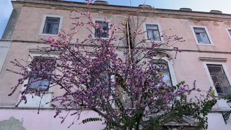 View-of-a-beautiful-tree-full-of-pink-flowers-in-Lisbon,-Portugal