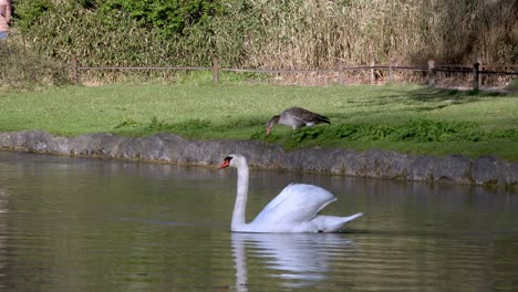Un-Cisne-Nadando-En-Un-Estanque-En-Los-Jardines-Ingleses-En-Munich,-Baviera,-Alemania