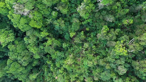 Rainforest-aerial-top-down-view-of-trees-in-Tropical-North-Queensland,-Australia