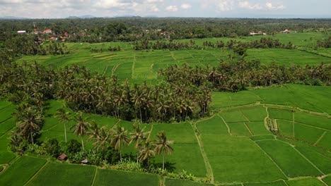 Luftaufnahme-Eines-Tropischen-Reisfeldes,-Umgeben-Von-Kokospalmen-In-Ubud,-Bali,-Indonesien