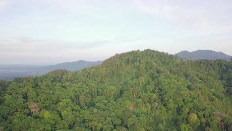 Aéreo:-Denso-Bosque-De-Acacias-Y-Palmeras-En-La-Jungla-Montañosa-De-Indonesia
