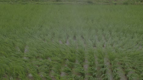 Agricultural-drone-flying-in-the-air,-spraying-liquid-pesticides-over-rice-field-in-China