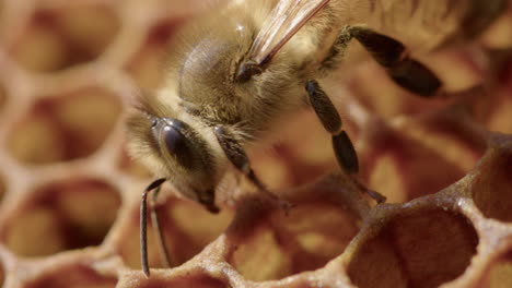 VERTICAL---Worker-bee-peeks-inside-a-honeycomb-of-a-beehive,-detail-shot