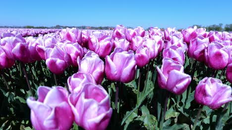 Viento-Que-Sopla-Sobre-Flores-De-Tulipán-Rosa-En-Un-Campo-En-Hoeksche-Waard,-Holanda-Meridional,-Países-Bajos