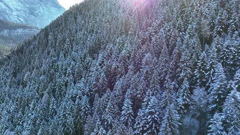 Drone-Aerial-view-of-pine-forest-with-snow-in-winter
