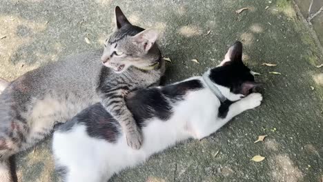 Dos-Gatos-Callejeros-Relajándose-Y-Abrazándose-En-La-Calle