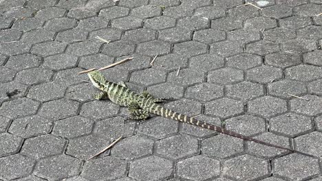 Largest-dragon-lizard,-a-wild-australian-water-dragon,-intellagama-lesueurii-spotted-on-the-ground-moving-slowly-forward-at-downtown-Brisbane-botanical-garden,-Australia