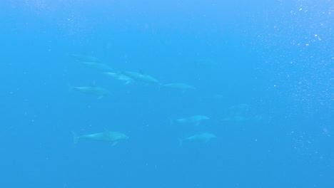 Large-group-of-dolphins-swimming-together-in-deep-blue-ocean