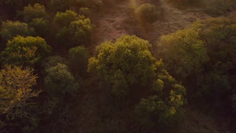 Aerial-drone-view-of-bush-vegetation-in-iconic-African-sunrise-scenery