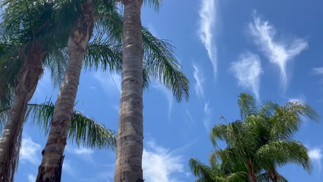 Palmen-Unter-Strahlend-Blauem-Himmel-Mit-Einzigartigen-Wolken,-Luftiger-Sommer-In-Los-Angeles