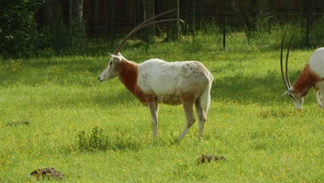 Retrato-De-Oryx-Dammah-De-Pie-En-Un-Campo-Verde-En-El-Zoológico-De-Gdansk,-Polonia