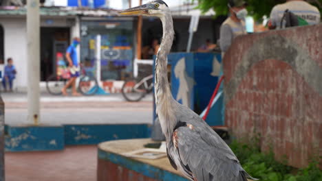 Gran-Garza-Azul-Solitaria-Parada-Afuera-En-La-Isla-De-Santa-Cruz-Con-Turistas-Caminando-En-El-Fondo