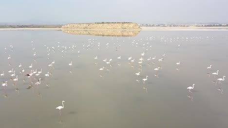 Flying-Low-Over-Beautiful-Flamingos-Floating-On-Clear-Water-Lake,-Small-Island-In-Background,-Larnaca,-Cyprus