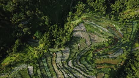 La-Plantación-De-Vegetales-Con-árboles-Densos-Que-Plantaron-Brócoli,-Repollo,-Papas-Y-Cebolla-Verde,-Java-Central,-Indonesia