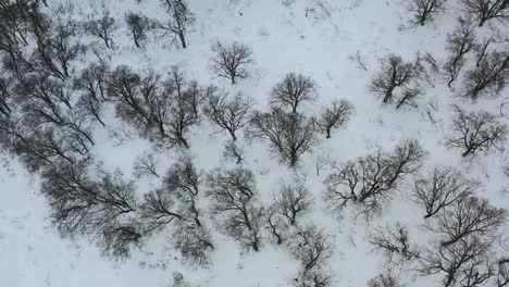 Luftaufnahme-Von-Toten-Bäumen-Im-Winter,-Bedeckt-Mit-Schnee-Auf-Bergen-In-Japan