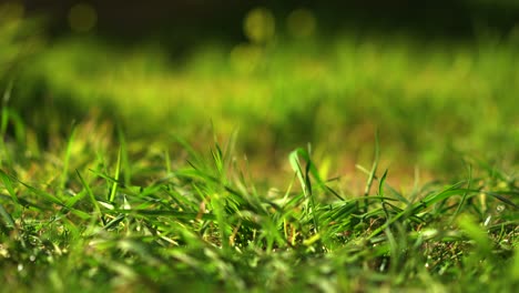 Closeup-of-fresh-green-grass-on-the-ground,-sunny-day---Low,-tracking,-slider-view