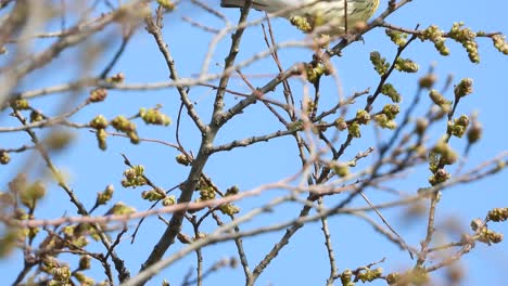 Nahe-Statische-Ansicht-Des-Blackburnian-Warbler-Vogels-Auf-Ästen-Im-Sonnenlicht