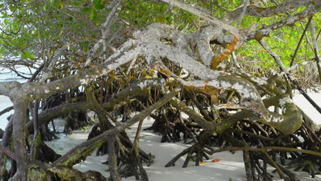 Mangrove-Tree-Roots-On-Tortuga-Bay-Beach-In-The-Galapagos