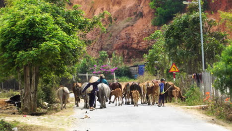 Vietnam-countryside-life,-herding-cows-and-buffalo