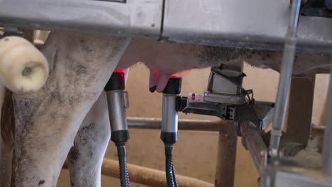 Close-up-shot-of-automated-robotic-process-of-milking-cows-in-barn