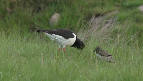 Oystercatcher-probing-for-food-with-bill-and-feeding-it's-young-chick