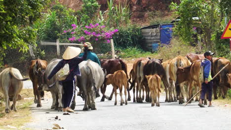 Vietnamesischer-Hirte-Schlägt-Beim-Gehen-Auf-Der-Straße-Mit-Einem-Stock-Auf-Wasserbüffel-Und-Kühe-Ein