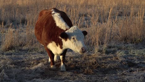 Miniature-Hereford-cow-grazing-in-frosty-morning-pasture,-chewing-cud